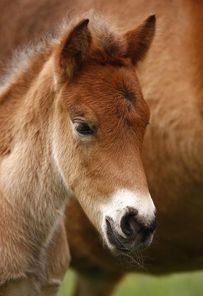 Gina von Heidmoor (12).jpg